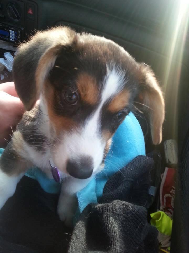 Welsh corgi cardigan Esther - På vej hjem fra Fyn. billede 12