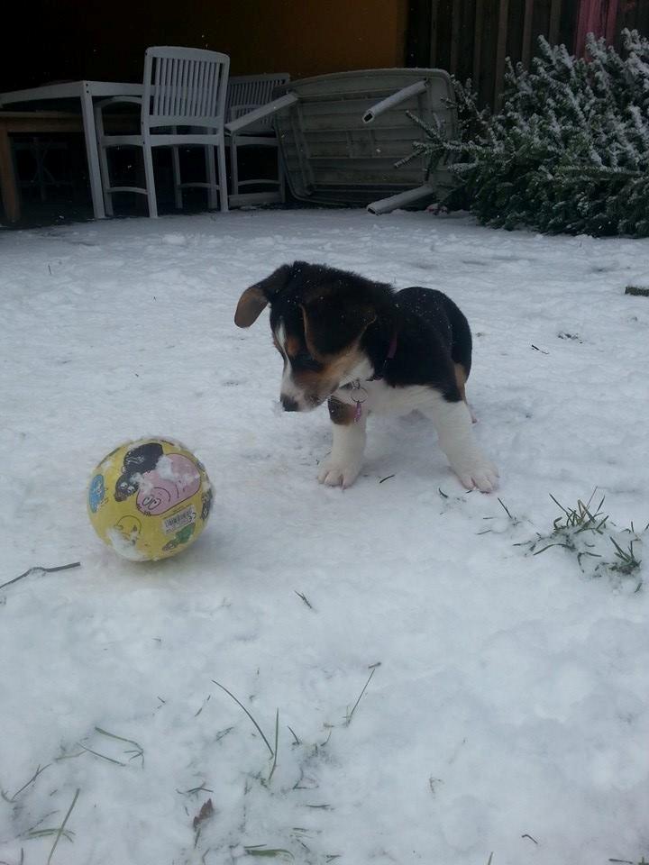 Welsh corgi cardigan Esther billede 17