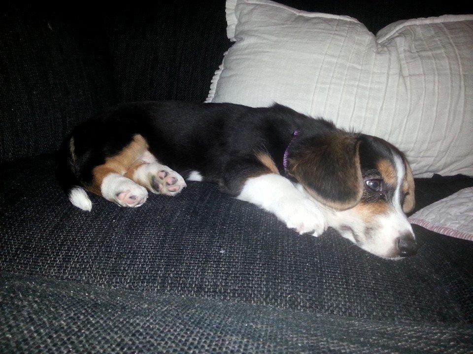 Welsh corgi cardigan Esther - Træt igen... billede 18