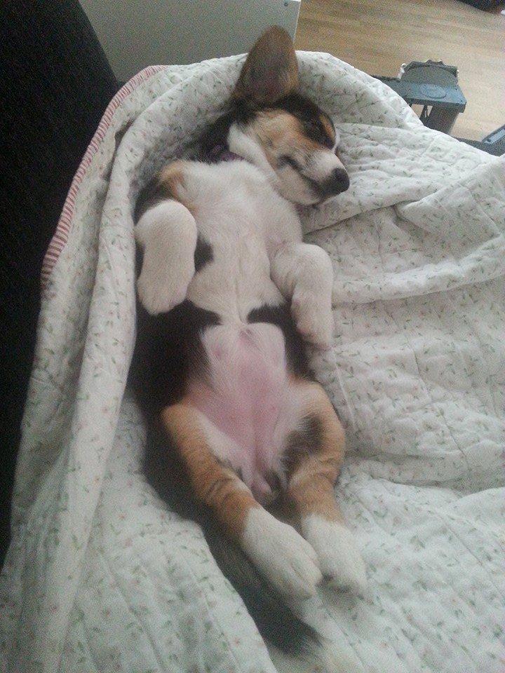 Welsh corgi cardigan Esther billede 19