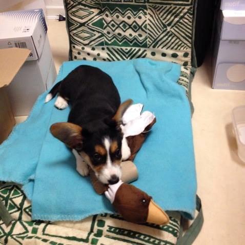 Welsh corgi cardigan Esther - Med farmand på job... billede 20