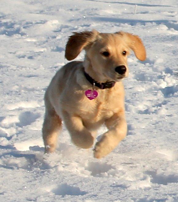 Golden retriever Zita billede 4