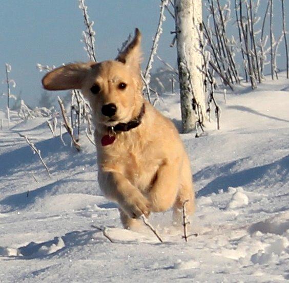 Golden retriever Zita billede 2