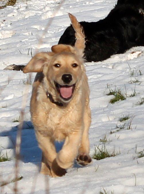 Golden retriever Zita billede 8