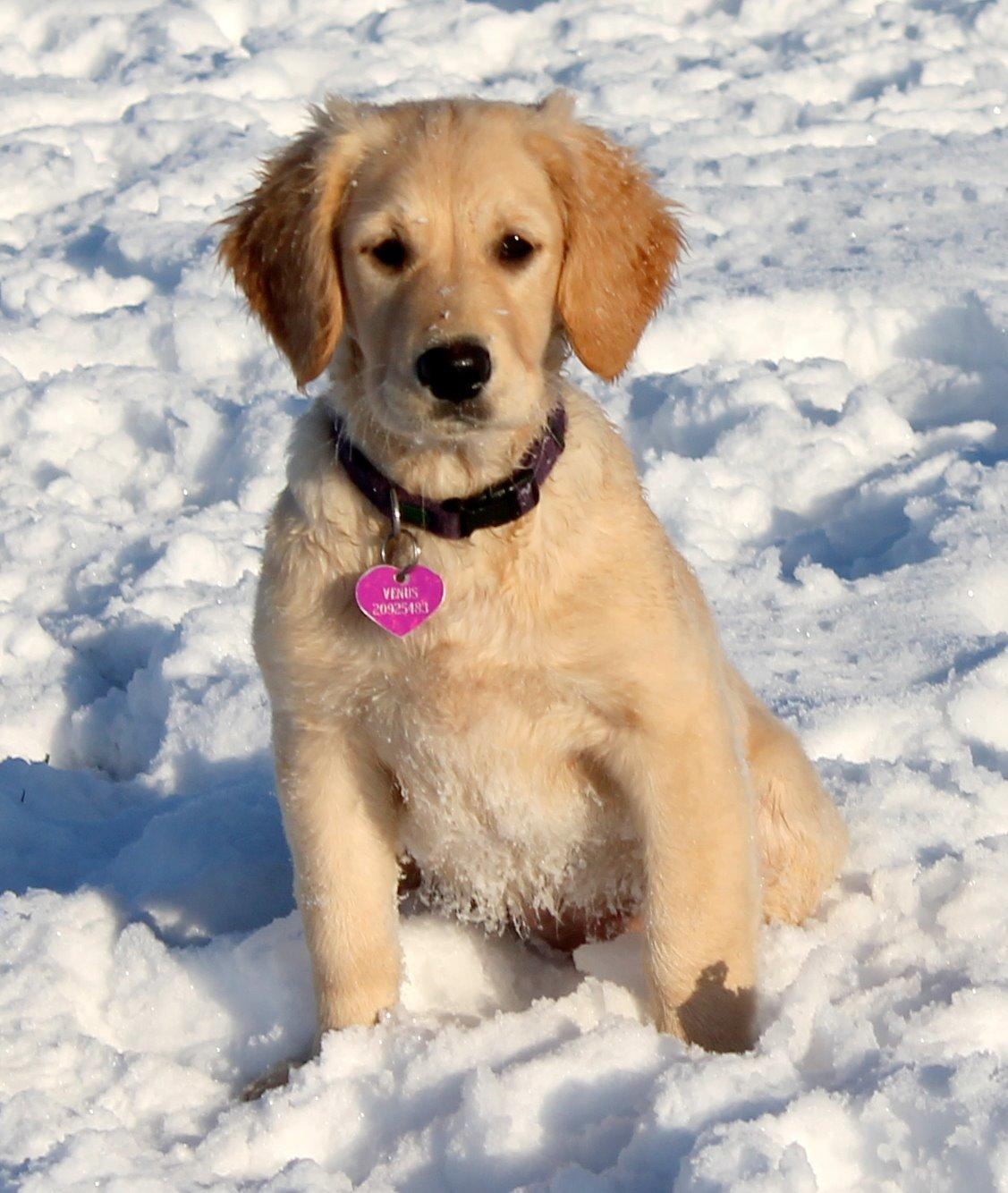 Golden retriever Zita billede 1