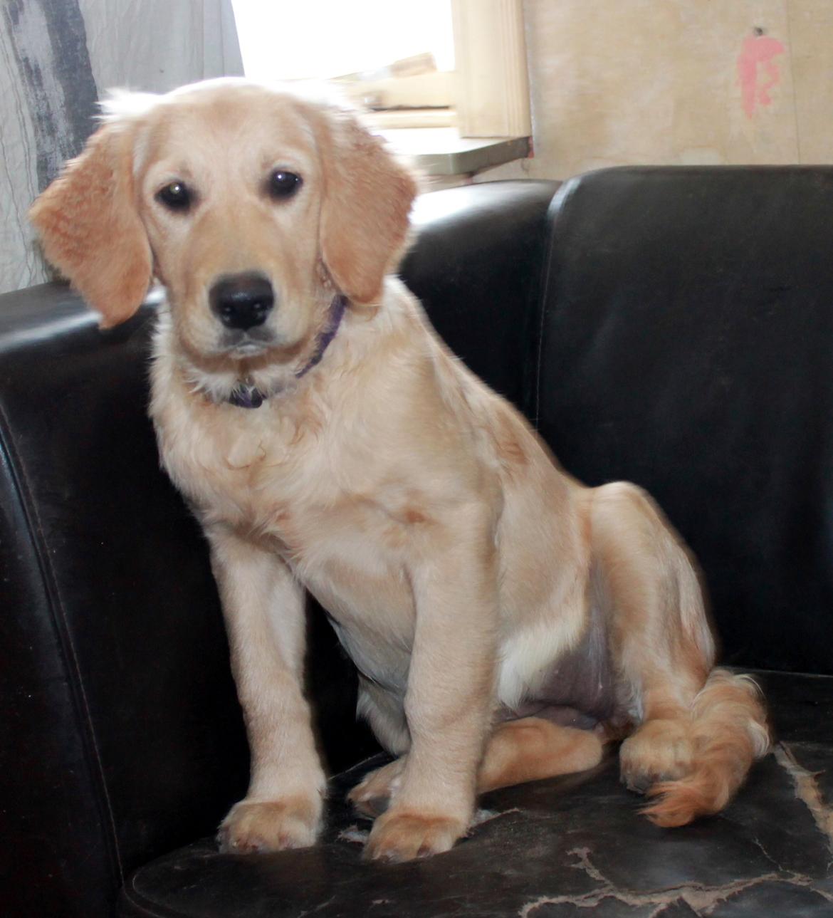 Golden retriever Zita billede 13