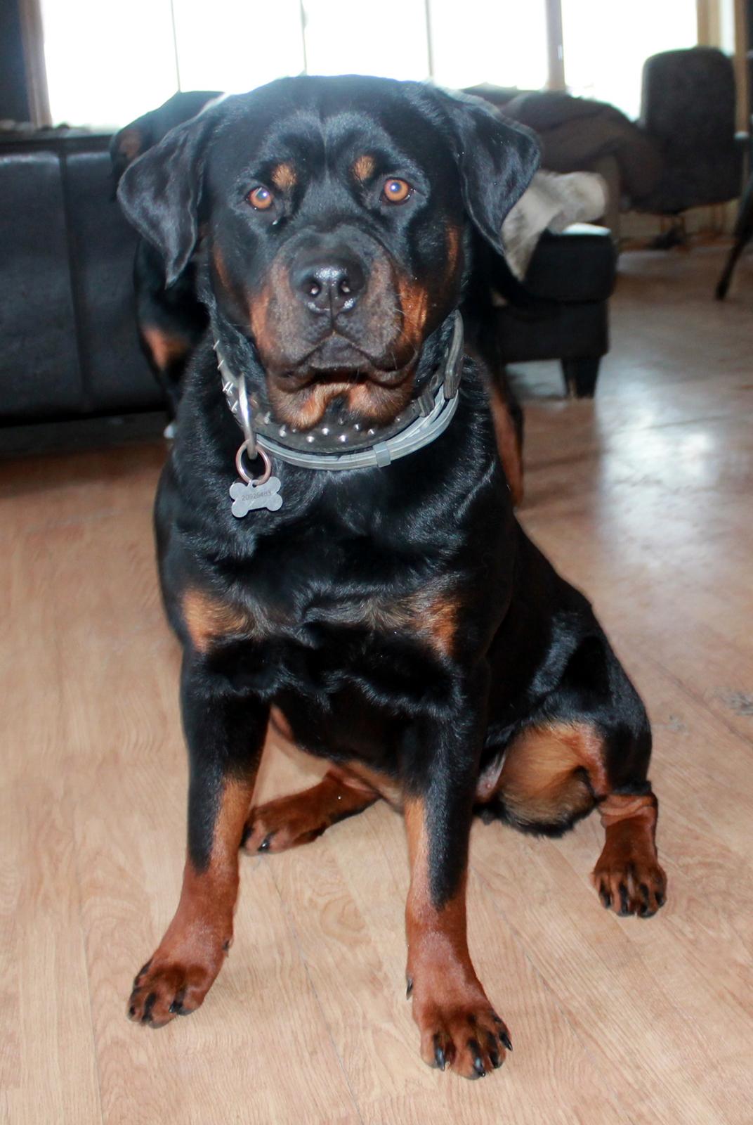 Rottweiler Kira/ R.I.P billede 19