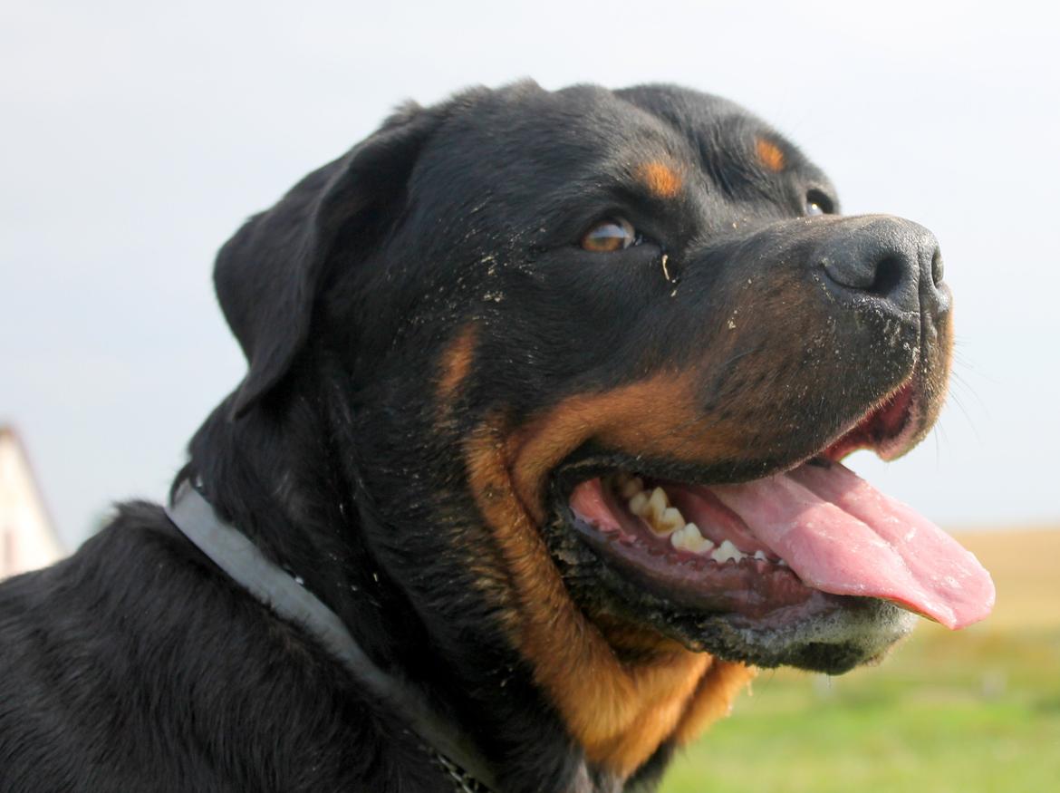 Rottweiler Kira/ R.I.P billede 18