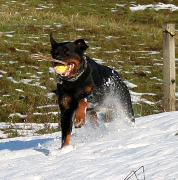 Rottweiler Kira/ R.I.P billede 26