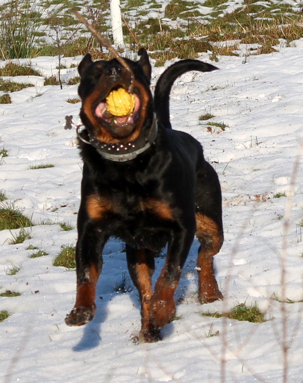 Rottweiler Kira/ R.I.P billede 3