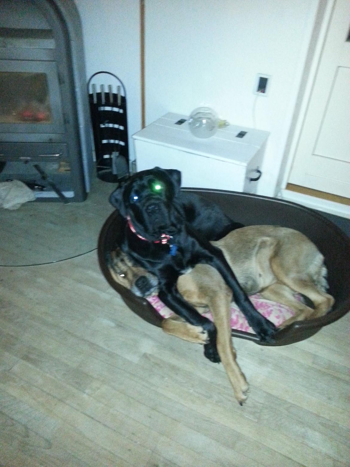 Blanding af racer Odin billede 10