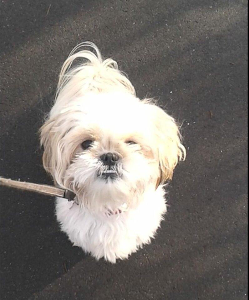 Shih tzu Smila billede 2