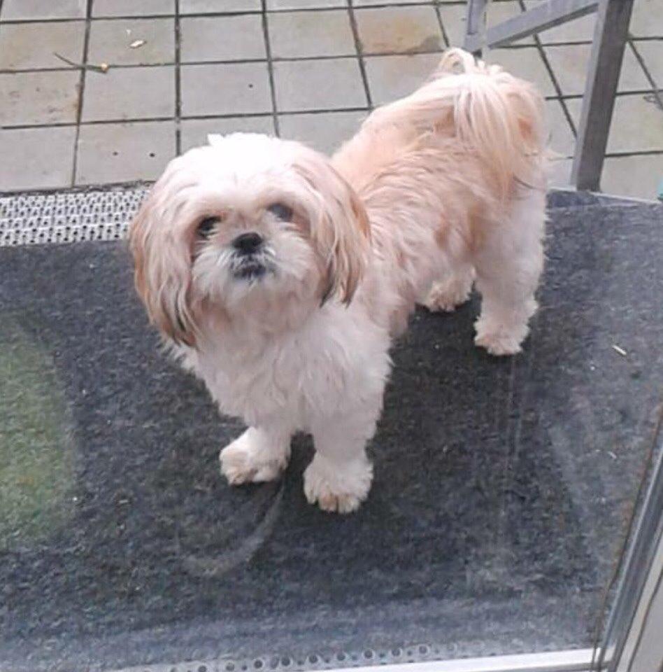 Shih tzu Smila billede 1