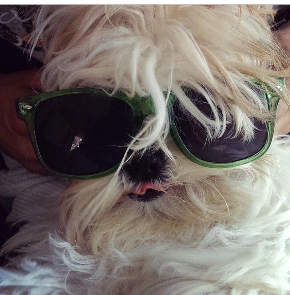 Shih tzu Smila billede 3