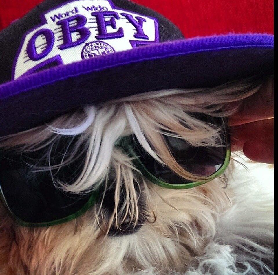 Shih tzu Smila billede 4