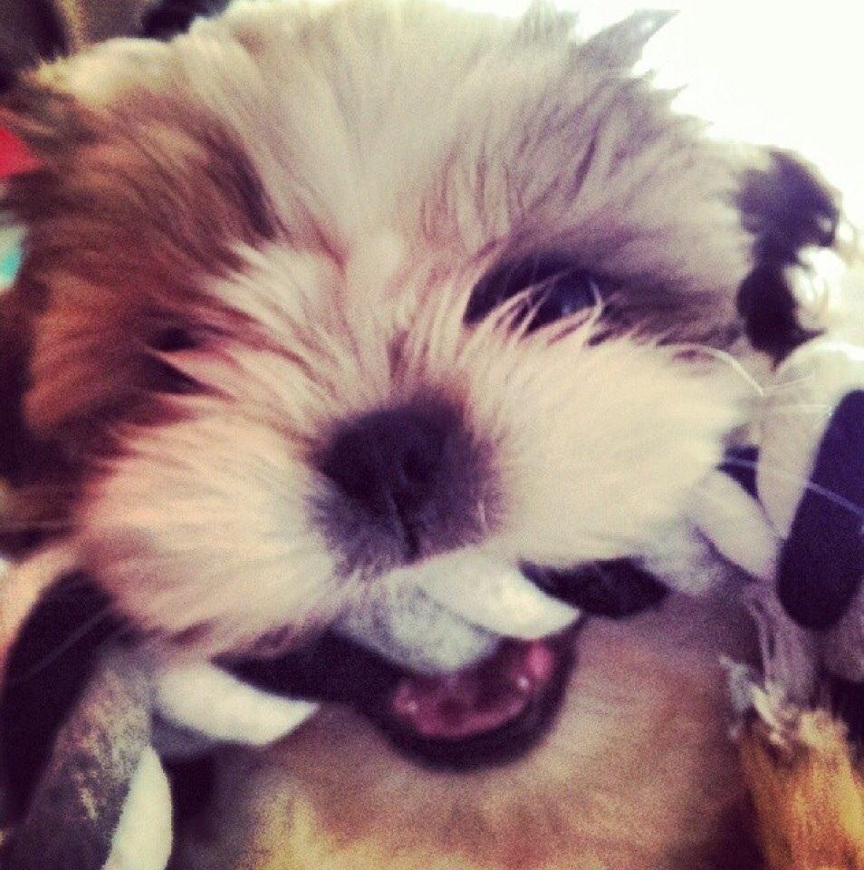 Shih tzu Smila billede 5