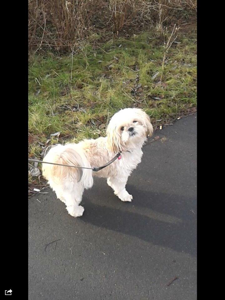 Shih tzu Smila billede 6