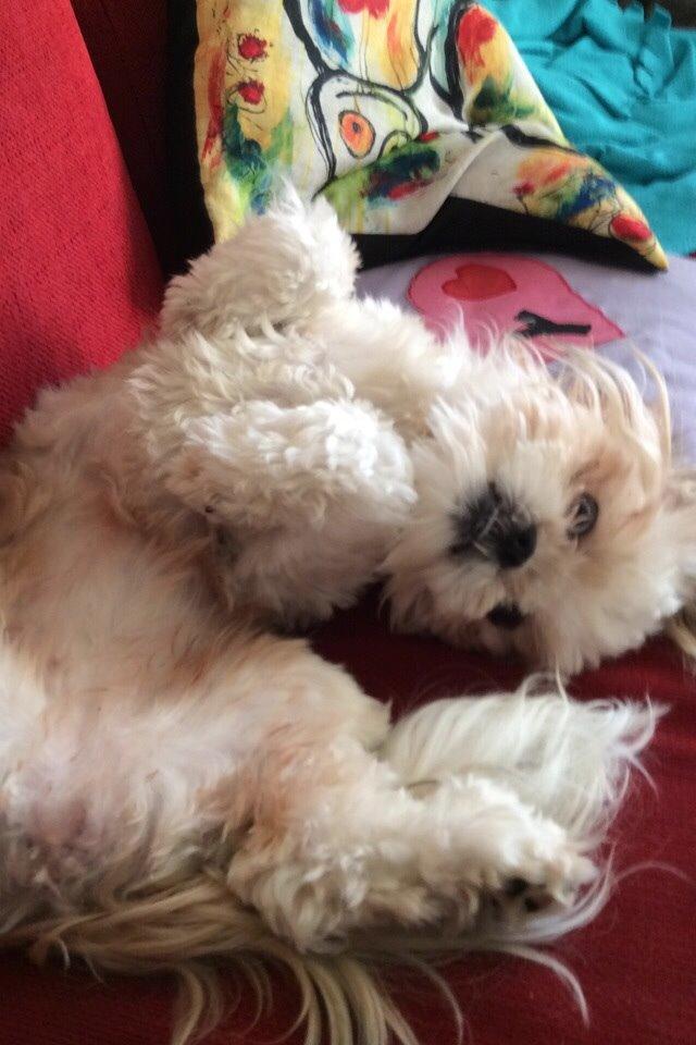 Shih tzu Smila billede 7