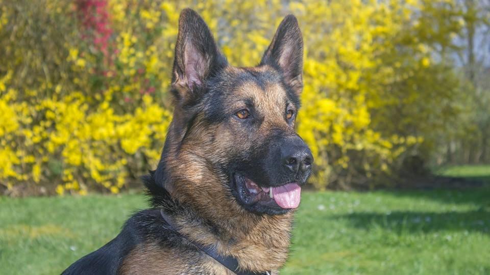 Schæferhund Kato - Spiller lidt lækker billede 6