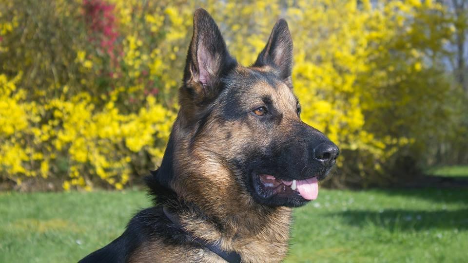 Schæferhund Kato - Kato i haven billede 7