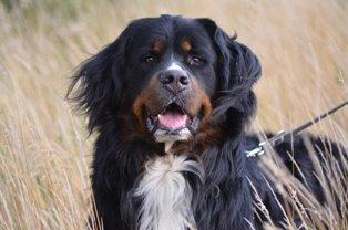 Berner sennenhund Bernerflokken Basil - Smukke Basil, knapt 3 år gammel, august 2014 billede 30