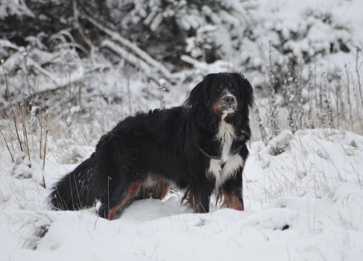 Berner sennenhund Bernerflokken Basil - Basil i julesneen, 3 år gammel, december 2014 billede 31