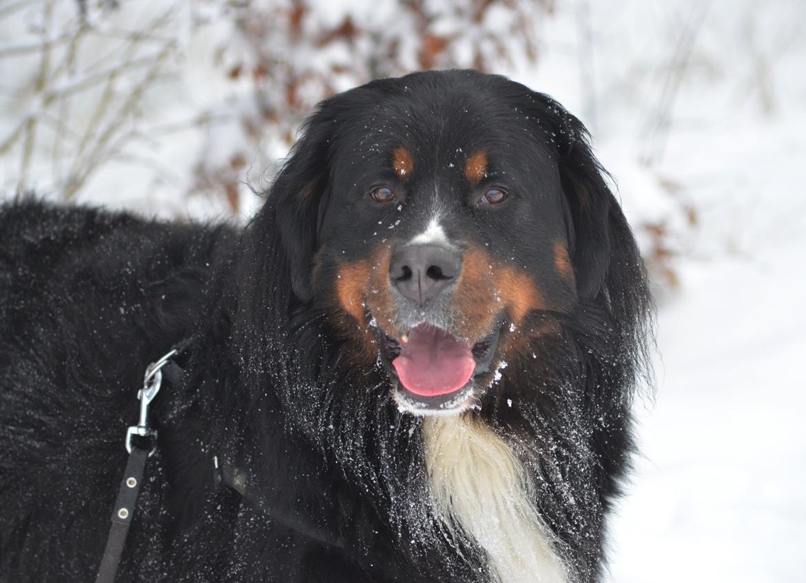 Berner sennenhund Bernerflokken Basil - Basil, december 2014 billede 32