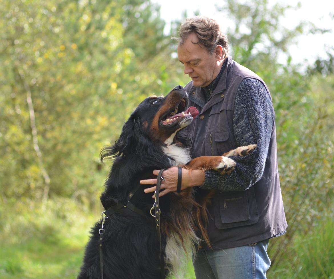 Berner sennenhund Bernerflokken Basil - Basil giver sin "far" en ordentlig krammer. Det er fast rutine, når de vi er ude på tur, at der skal krammes MINDST en gang. :-) billede 29