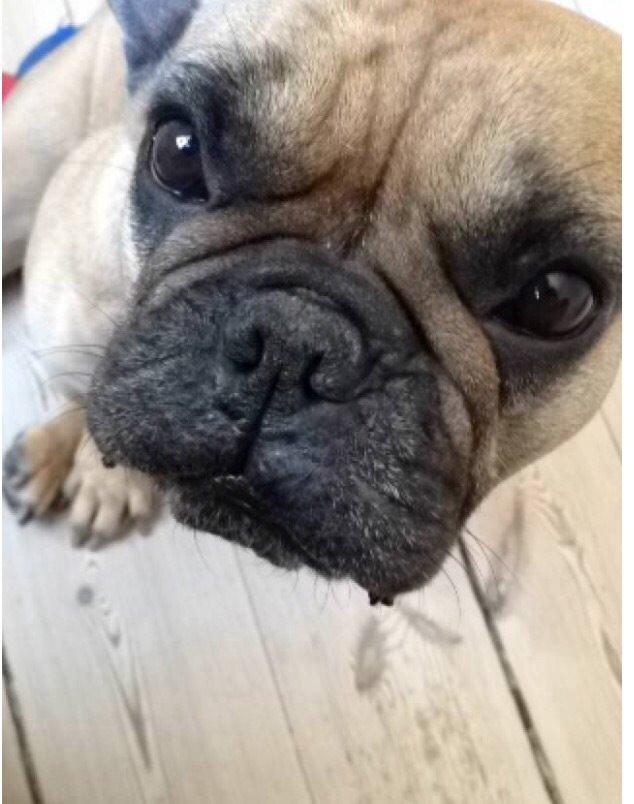 Fransk bulldog Oda billede 1