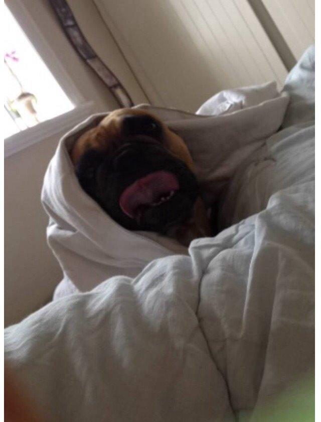 Fransk bulldog Oda billede 3