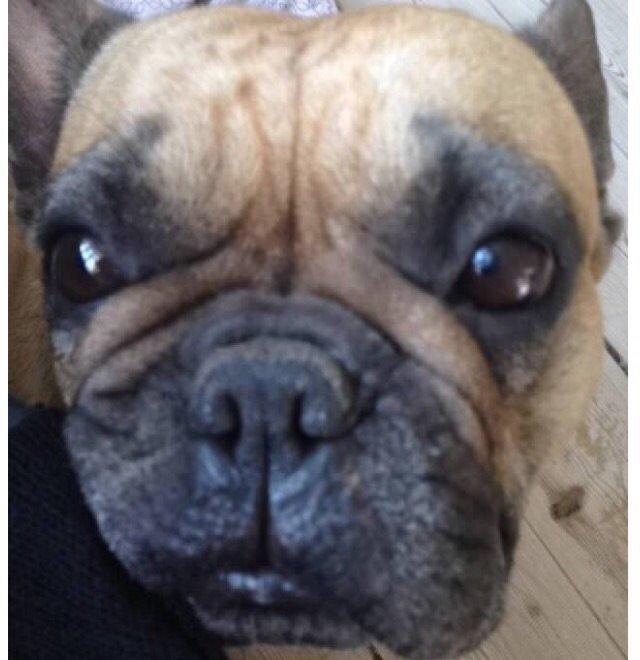 Fransk bulldog Oda billede 4