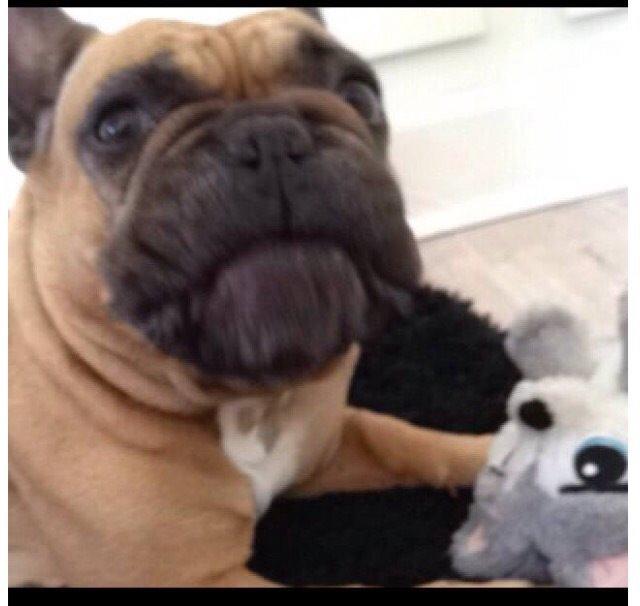 Fransk bulldog Oda billede 5