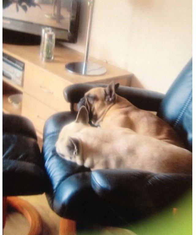 Fransk bulldog Oda billede 6