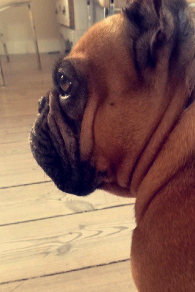 Fransk bulldog Oda billede 7