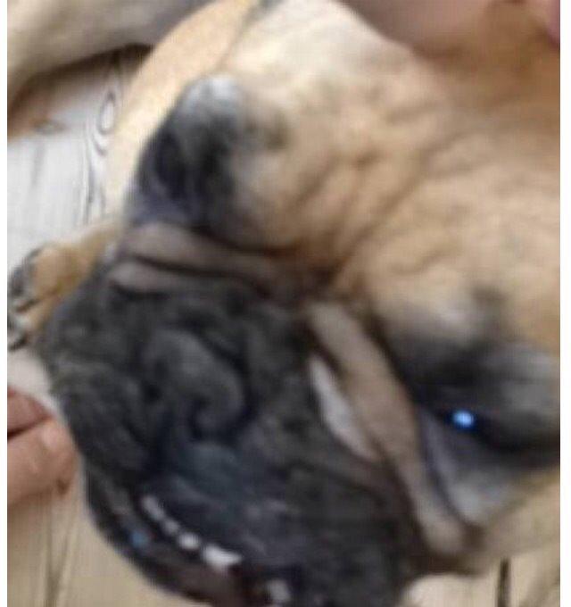 Fransk bulldog Oda billede 2