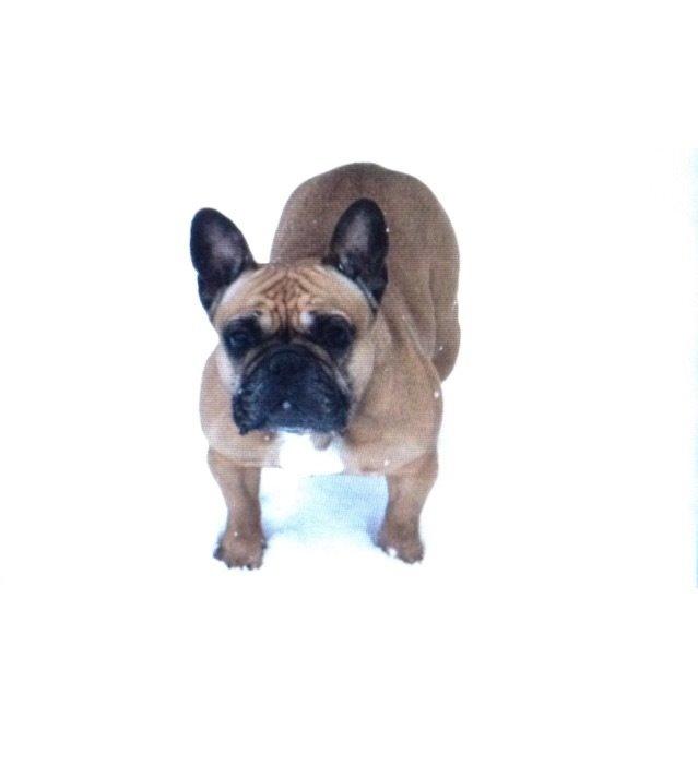 Fransk bulldog Oda billede 9