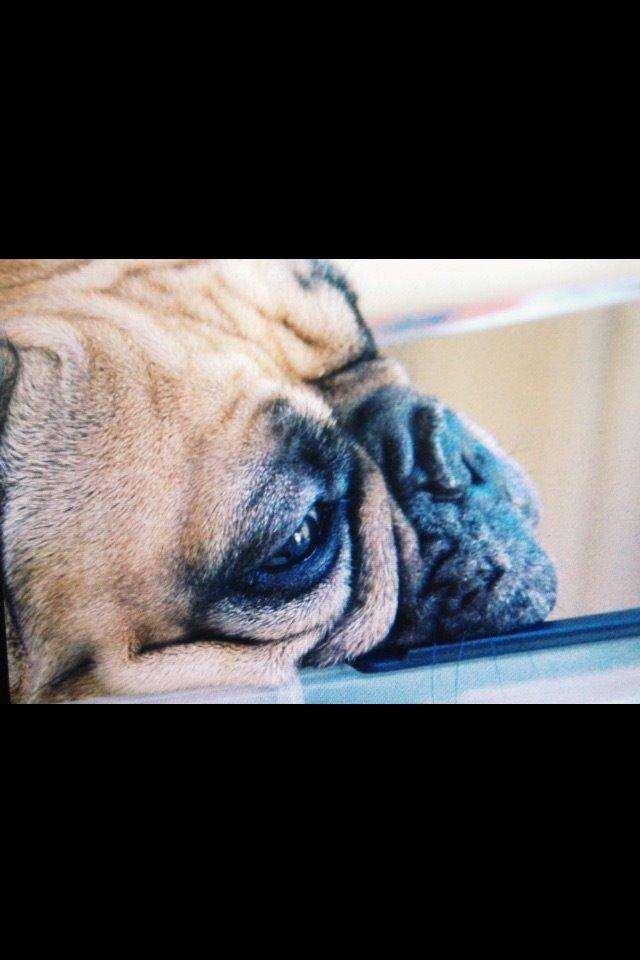 Fransk bulldog Oda billede 8