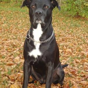 Blanding af racer Tjalfe billede 21