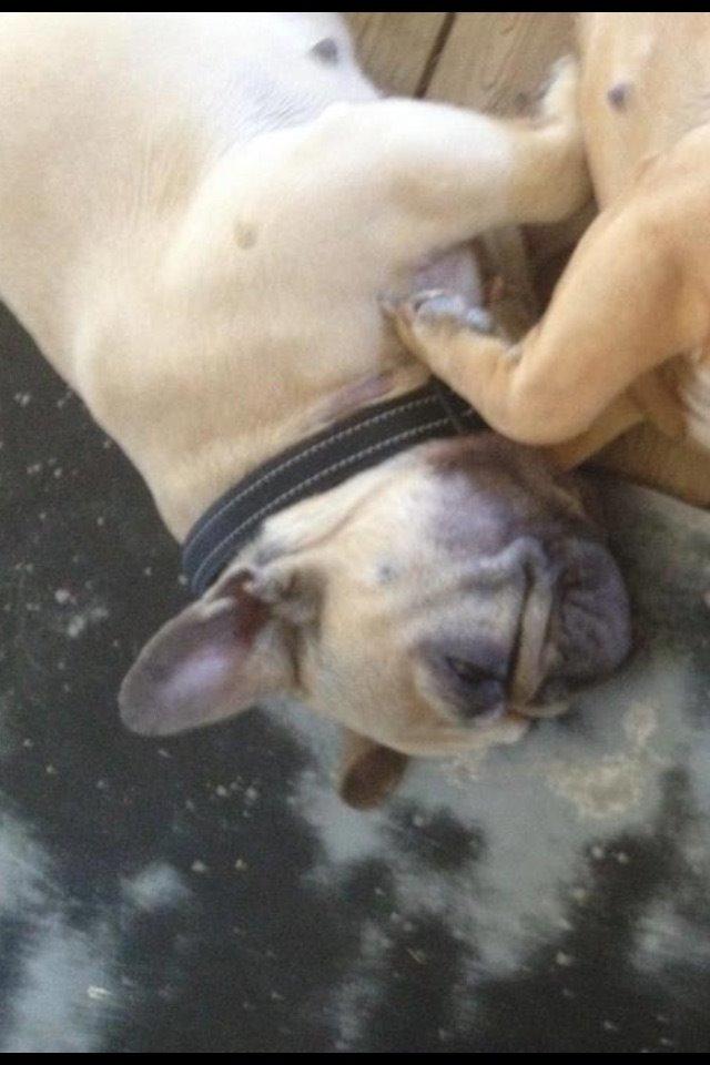 Fransk bulldog Karla billede 2