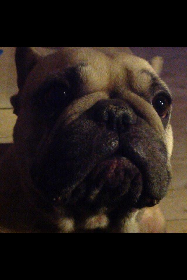 Fransk bulldog Karla billede 3