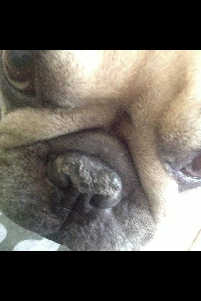 Fransk bulldog Karla billede 4