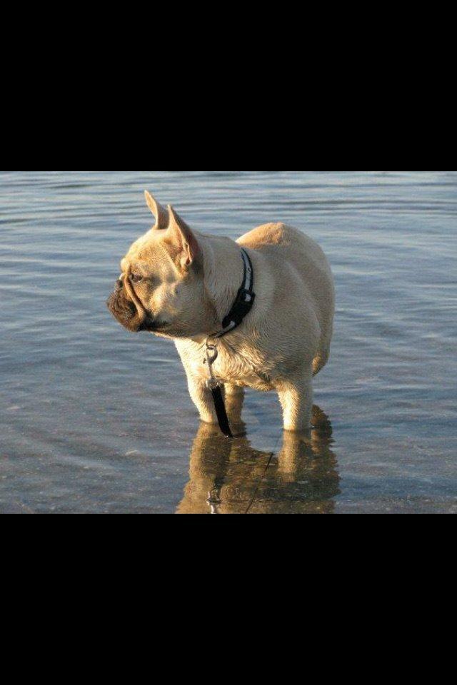 Fransk bulldog Karla billede 1