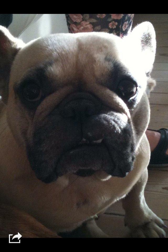 Fransk bulldog Karla billede 5