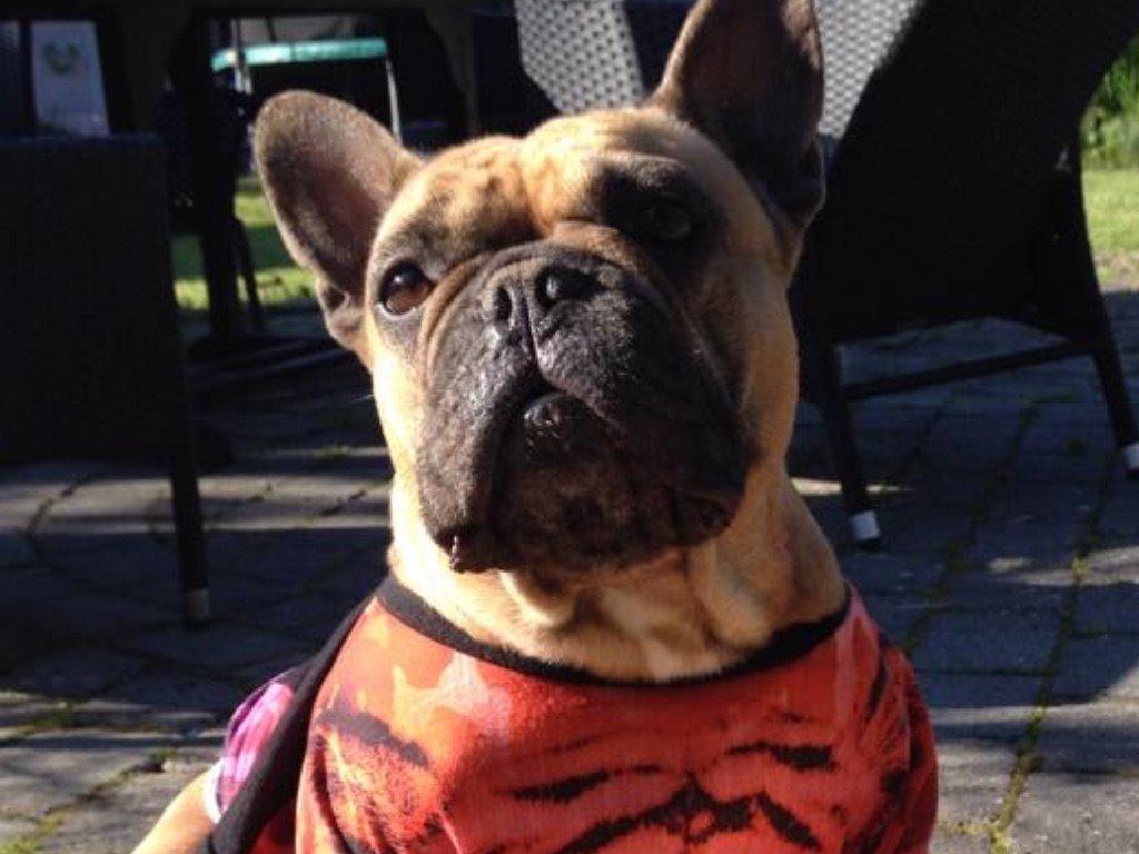 Fransk bulldog Oda billede 11