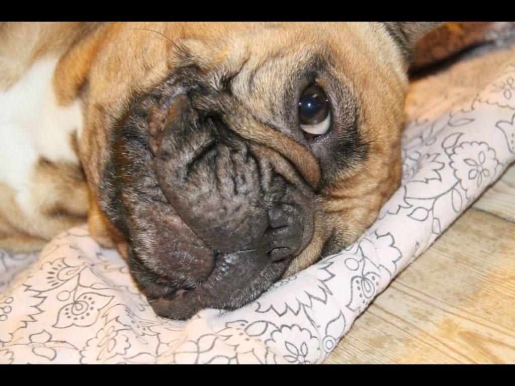 Fransk bulldog Oda billede 10