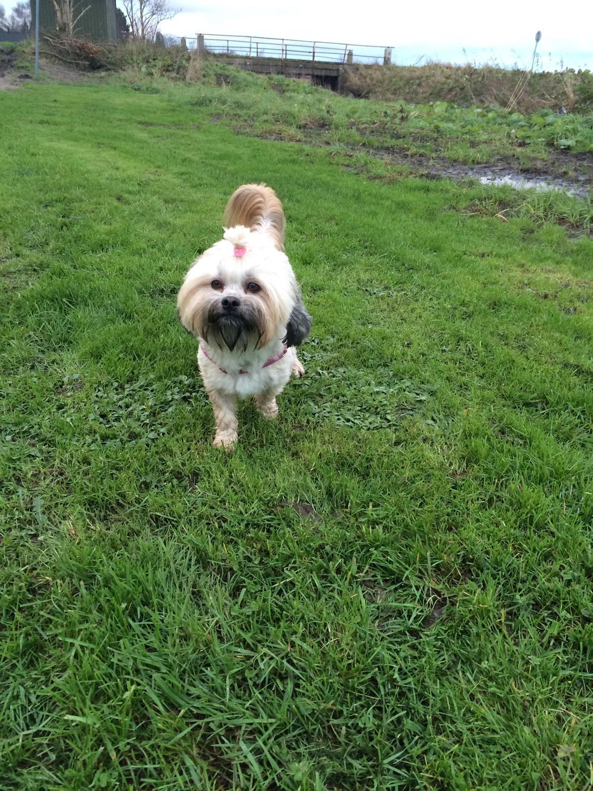 Shih tzu Tinka billede 48