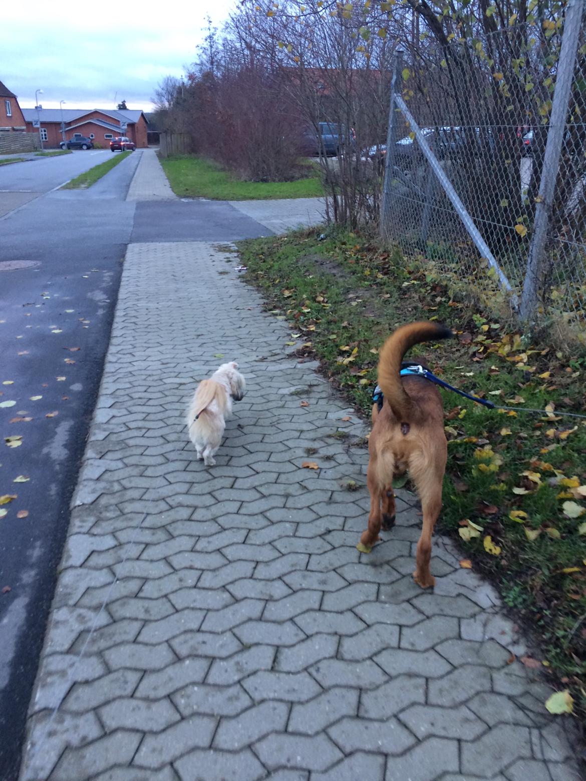 Shih tzu Tinka billede 49