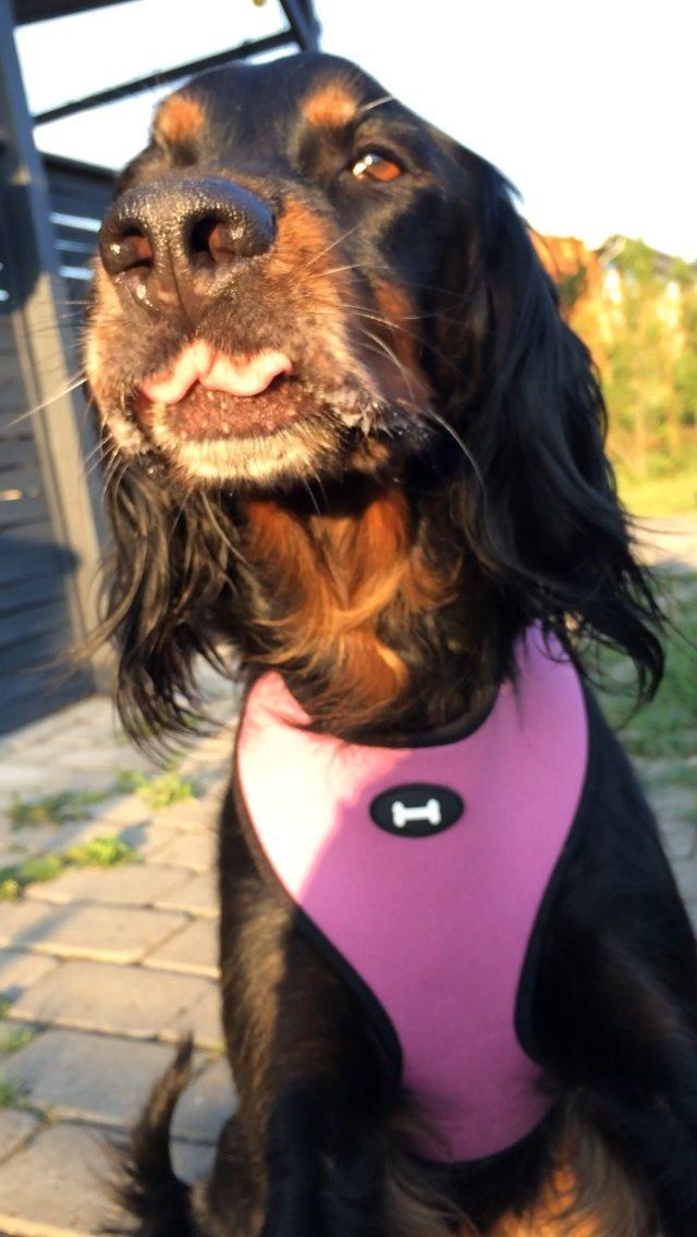 Gordon setter Freja billede 26