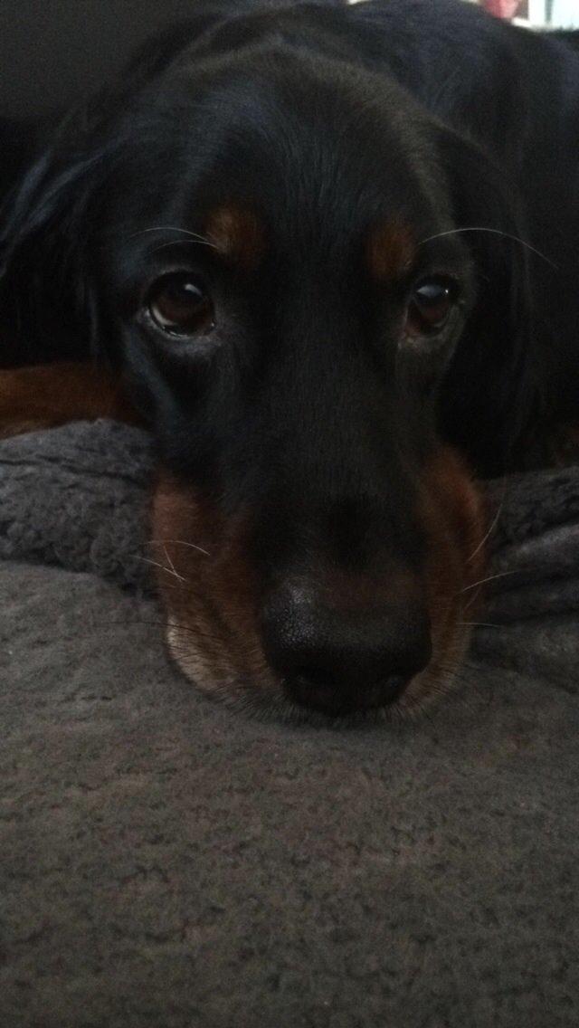 Gordon setter Freja billede 27