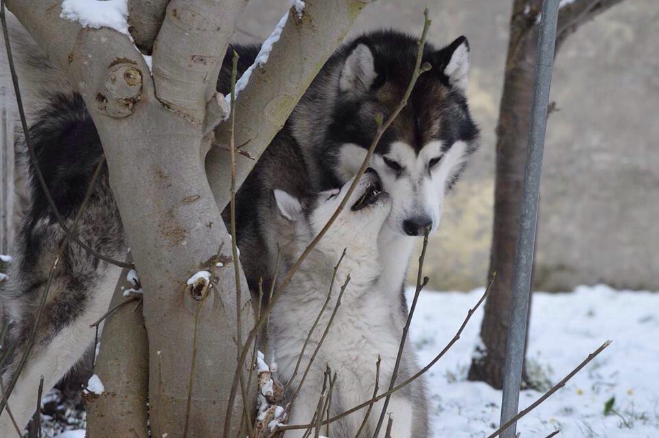 Alaskan malamute Suri billede 8